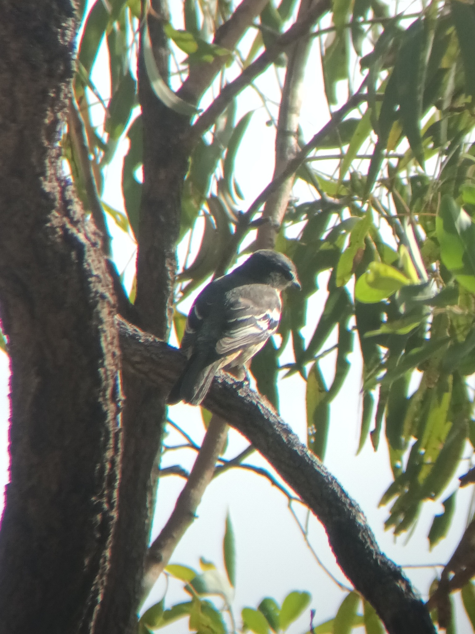 Varied Triller (Lalage leucomela), photo 7