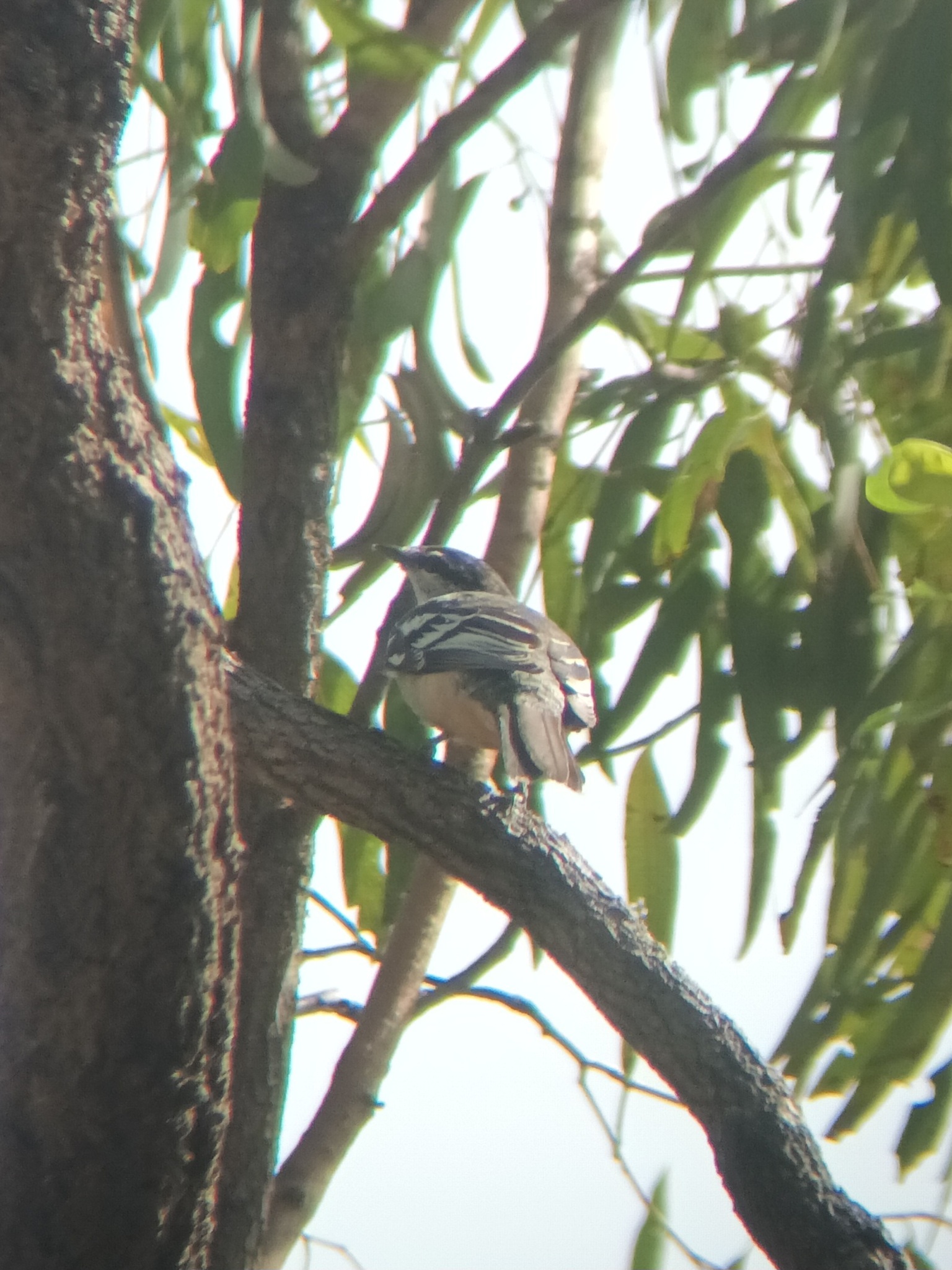 Varied Triller (Lalage leucomela), photo 6