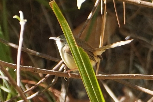 Rufescent Prinia (Prinia rufescens), photo 9