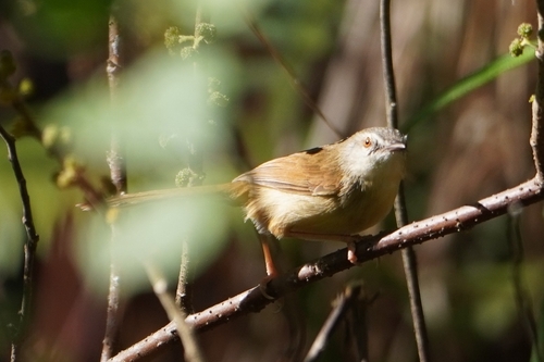 Rufescent Prinia (Prinia rufescens), photo 7
