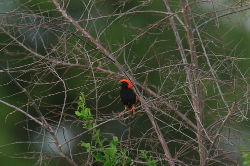 Zanzibar Red Bishop (Euplectes nigroventris), photo 6