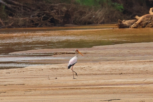 Yellow-billed Stork (Mycteria ibis), photo 4
