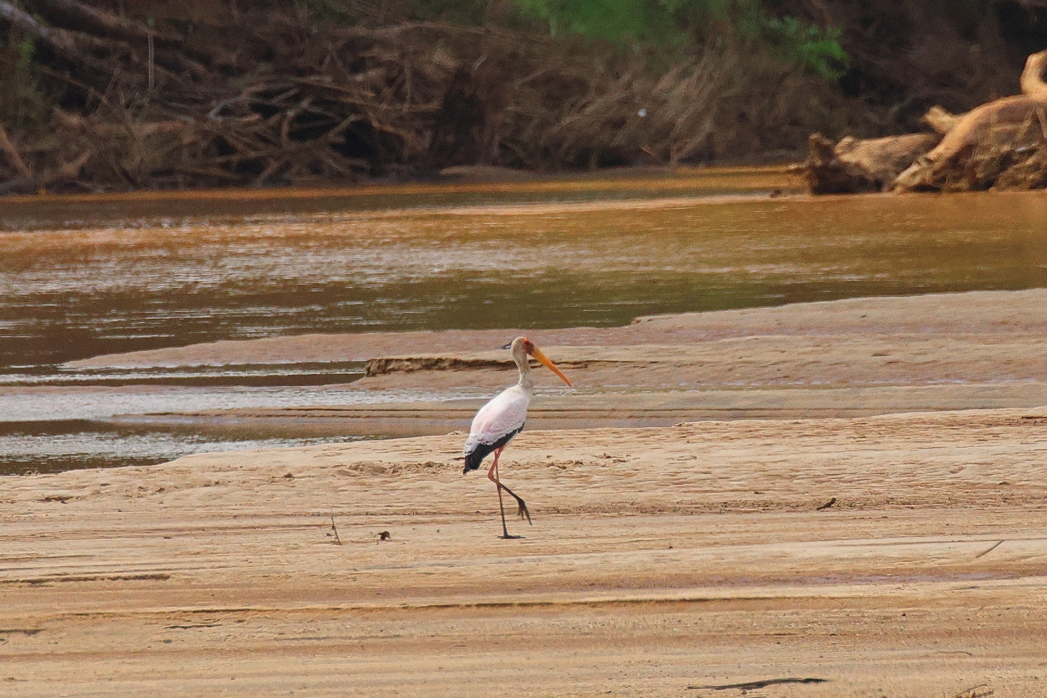 Yellow-billed Stork (Mycteria ibis), photo 4