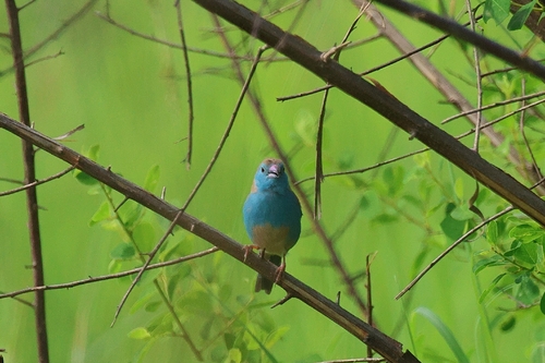 Blue Waxbill (Uraeginthus angolensis), photo 1