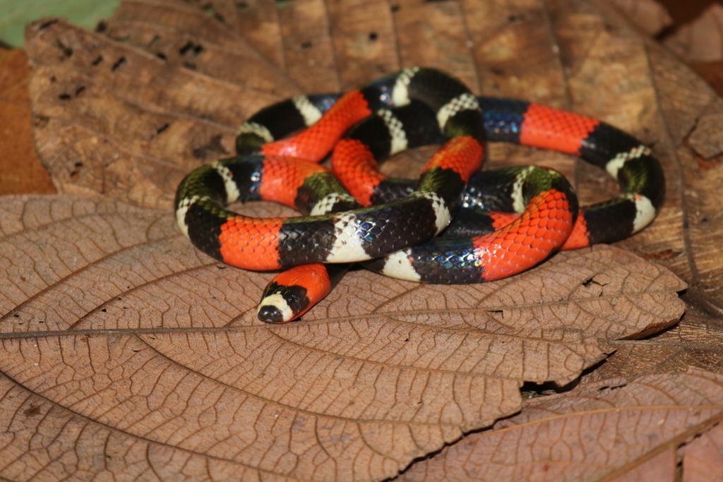 South American Coral Snake