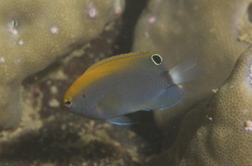 Whitetail damsel (Pomacentrus chrysurus) — Pomacentridae