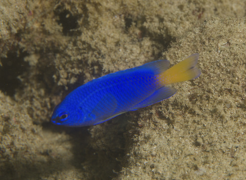Similar damsel (Pomacentrus similis) — Pomacentridae — 2
