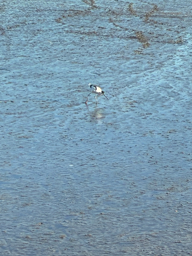 Pied Avocet (Recurvirostra avosetta), photo 4