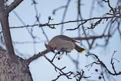Bombycilla garrulus