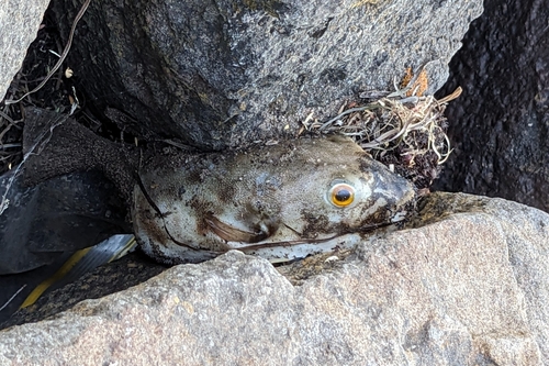 Hardys toadfish (Contusus brevicaudus) — Tetraodontidae