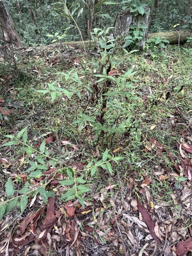 ipswich daisy (Olearia nernstii)