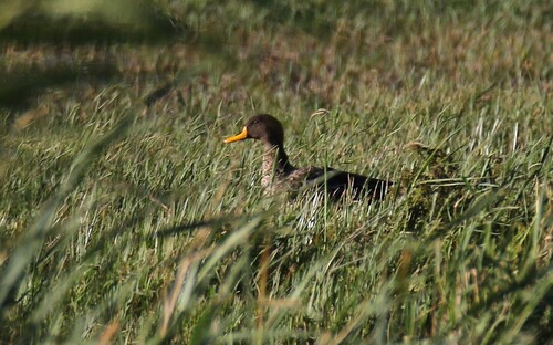 iNaturalist: (c) John Horton, some rights reserved (CC BY-NC), uploaded by John Horton iNaturalist image