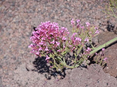 Centranthus ruber