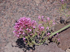 Centranthus ruber