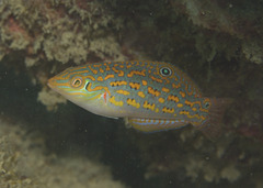 Timor Wrasse photo 1