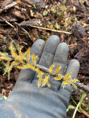 Trachypodopsis auriculata observed 2026-01-21