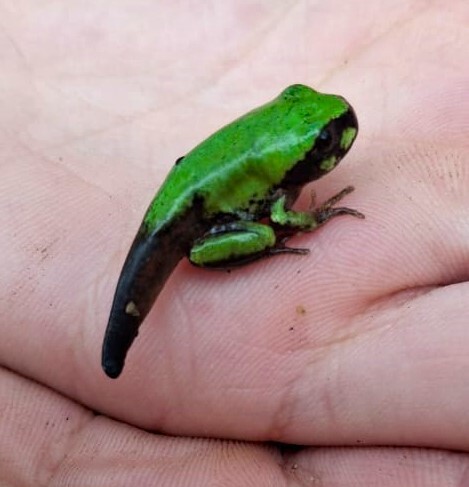 Leptopelis bocagii (Günther, 1865)
