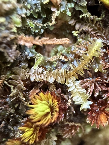 Bazzania emarginata observed 2026-01-21