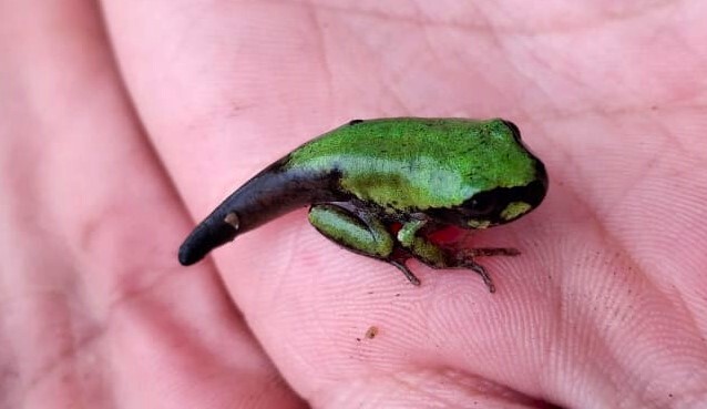 Leptopelis bocagii (Günther, 1865)
