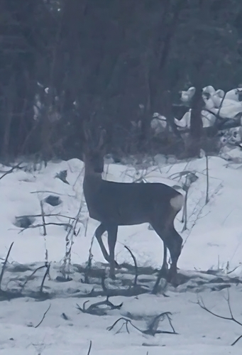 Western Roe Deer