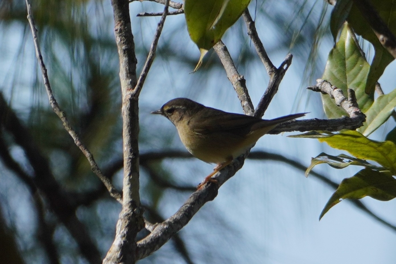 Radde's Warbler (Phylloscopus schwarzi), photo 2