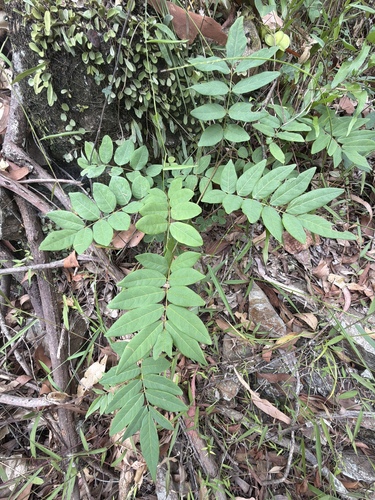 Native Derris (Brachypterum involutum)