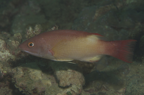 Bodianus neilli observed 2026-01-22