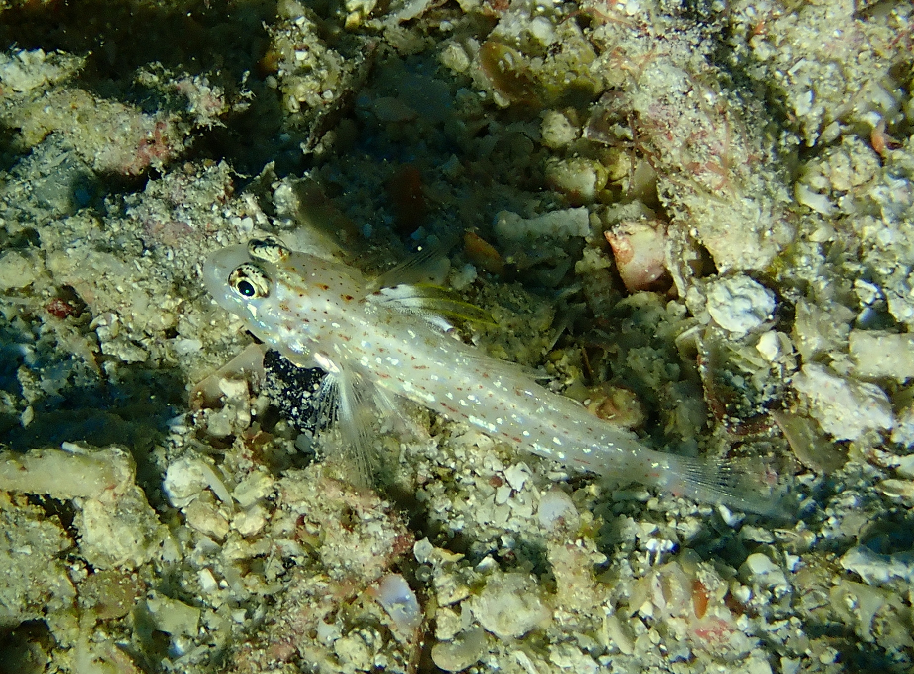 Blacktip Sandgoby photo 7