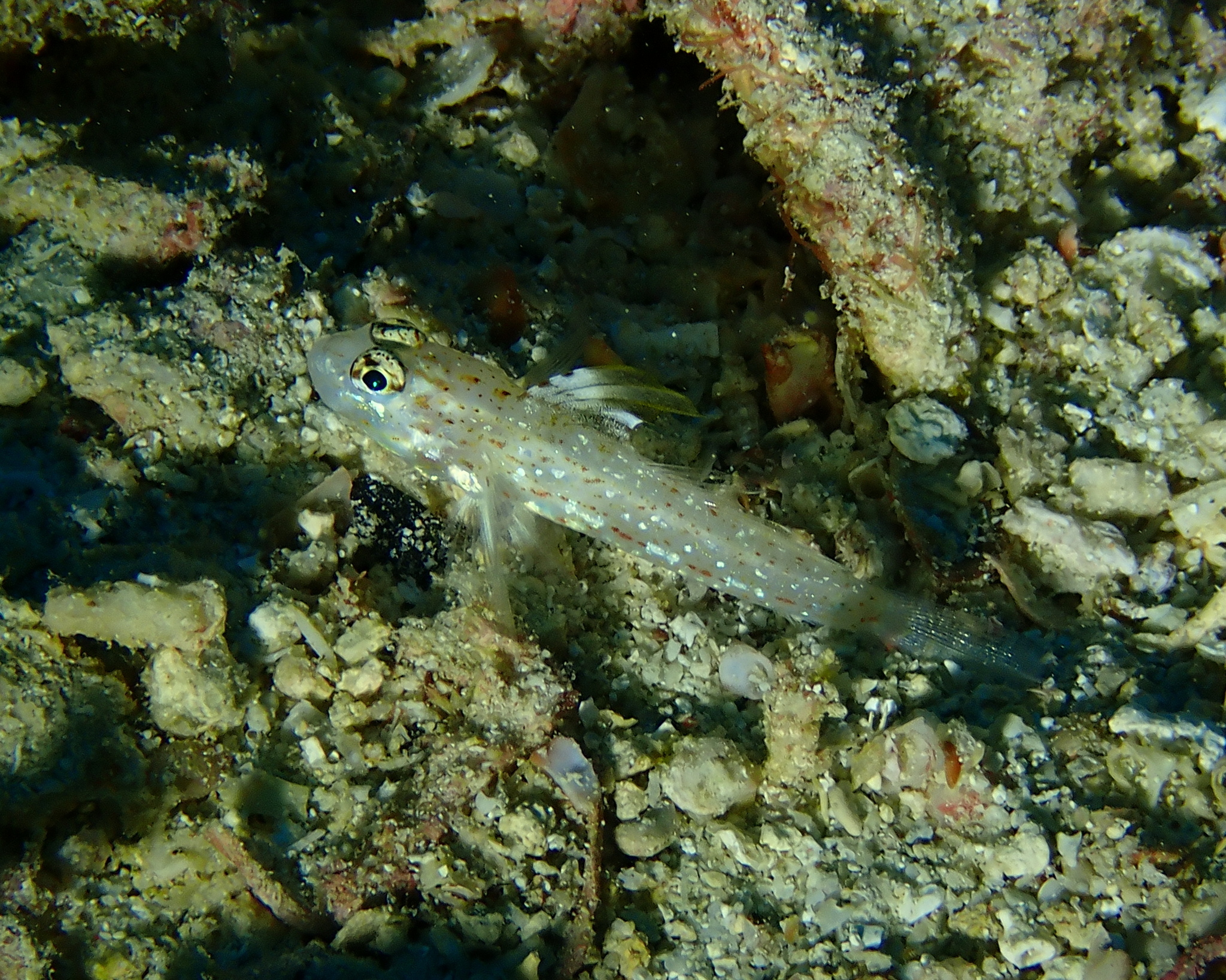 Blacktip Sandgoby photo 8