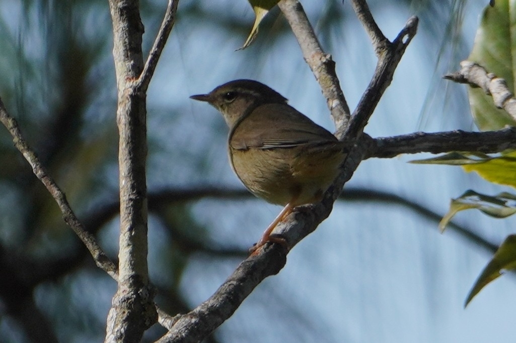 Radde's Warbler (Phylloscopus schwarzi), photo 3