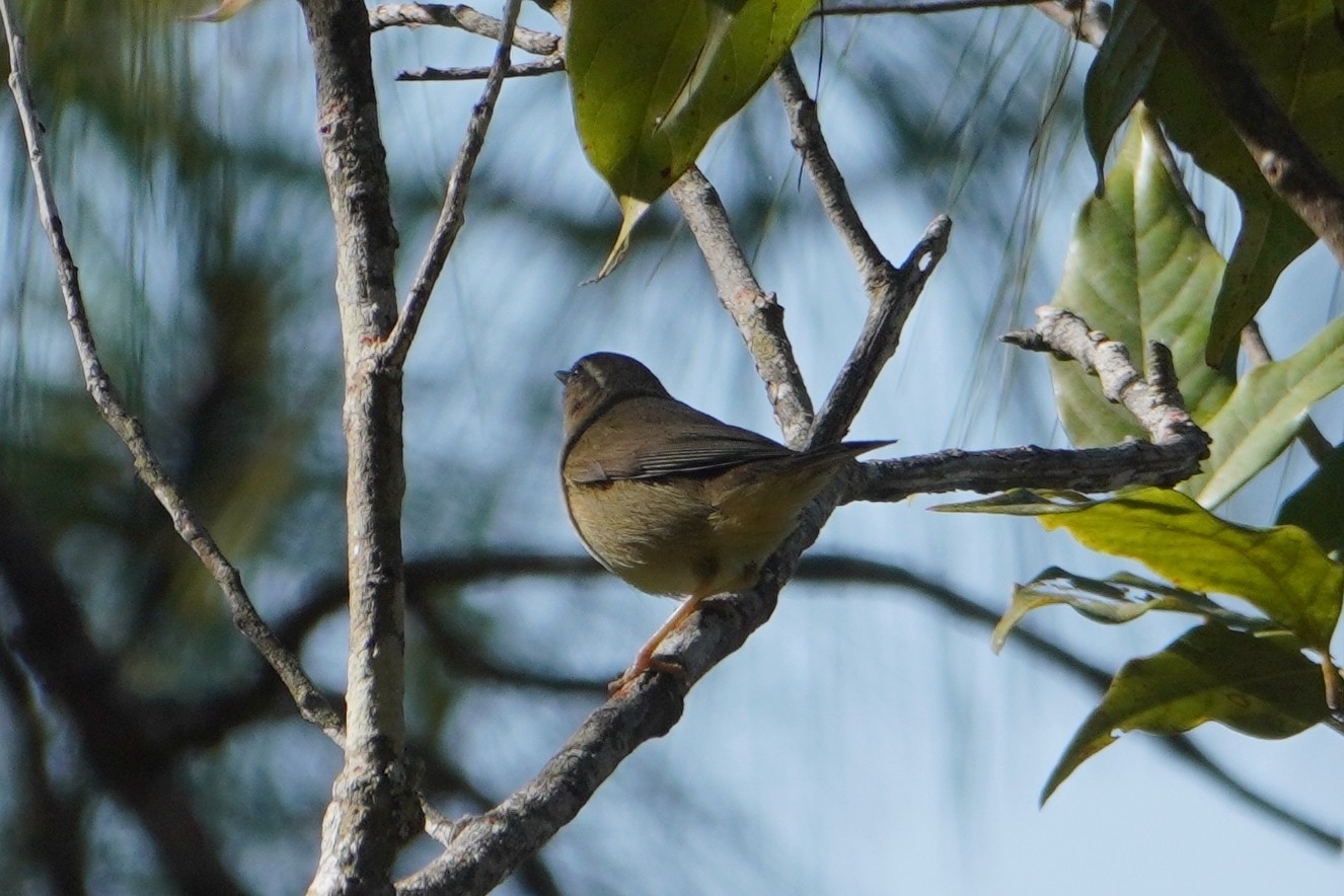 Radde's Warbler (Phylloscopus schwarzi), photo 9