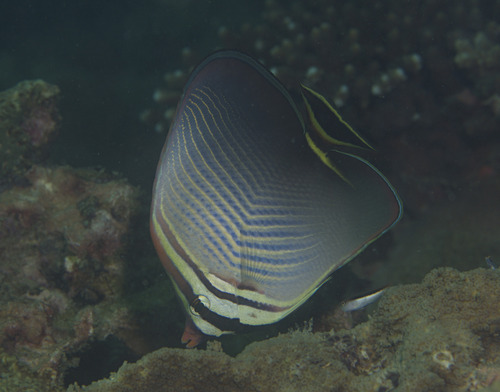 Herringbone butterflyfish (Chaetodon triangulum) — Chaetodontidae