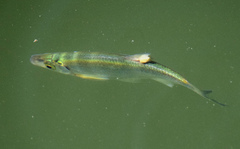 Leuciscus