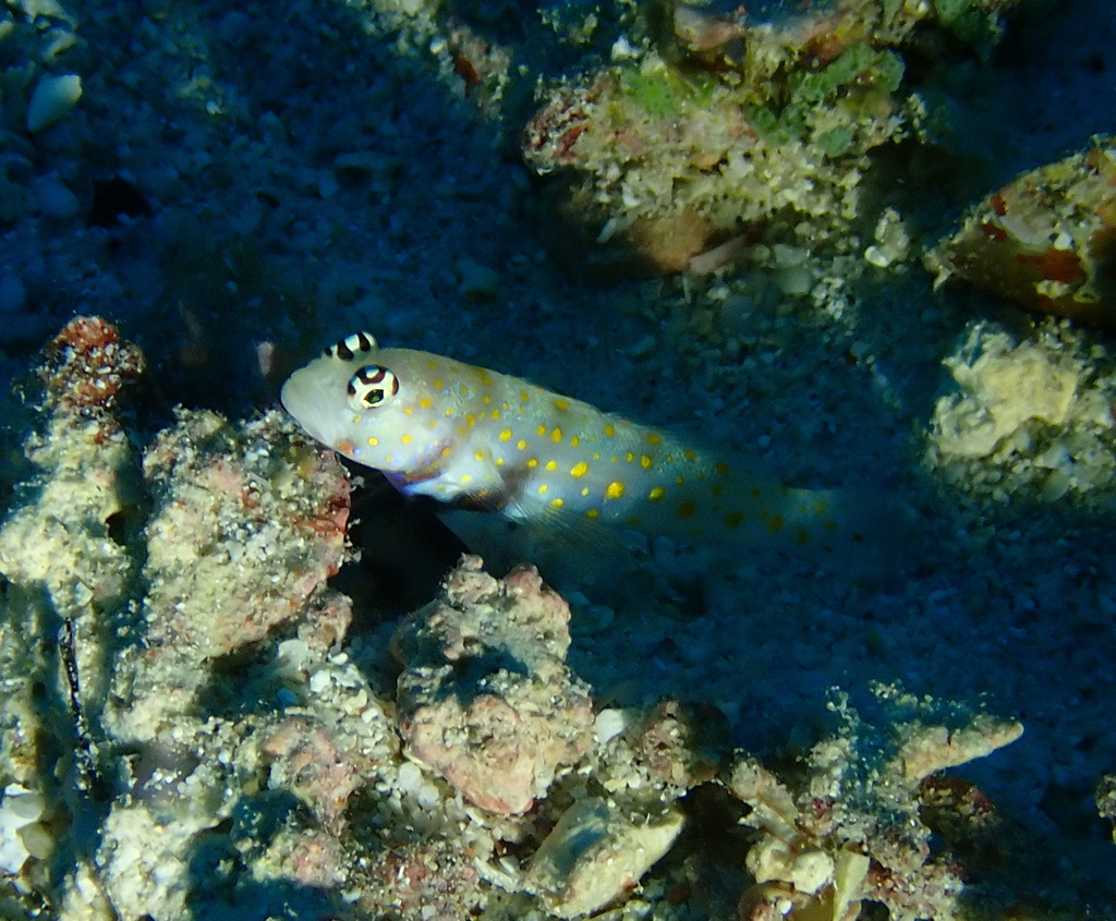 Black-chest Shrimp-goby