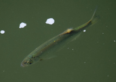 Leuciscus