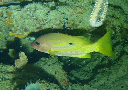 Black-spot sea perch (Lutjanus fulviflamma) — Lutjanidae