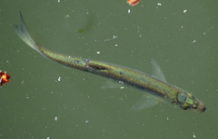 Leuciscus