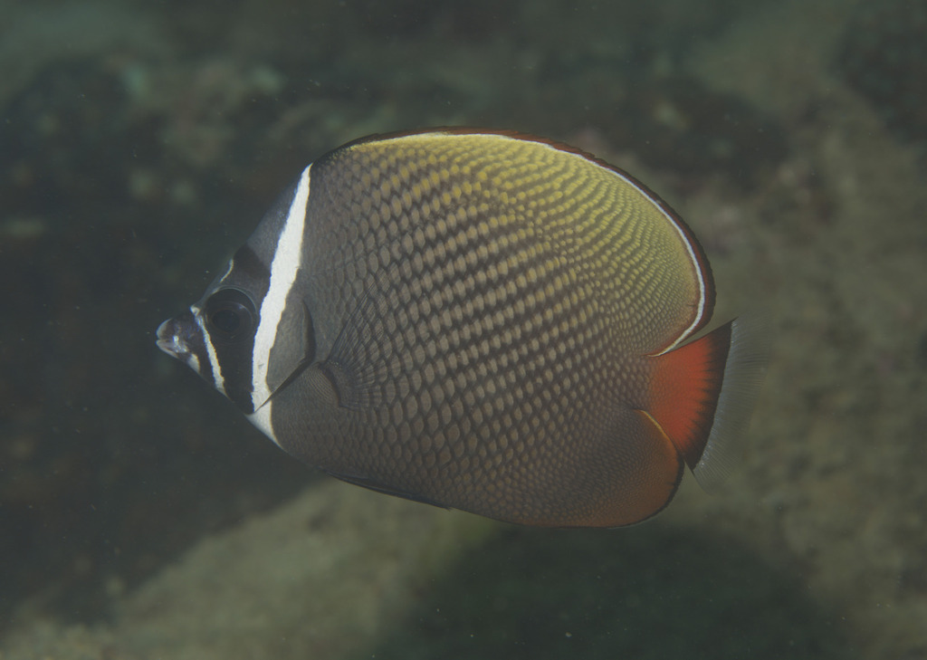Brown butterflyfish (Chaetodon collare) — Chaetodontidae
