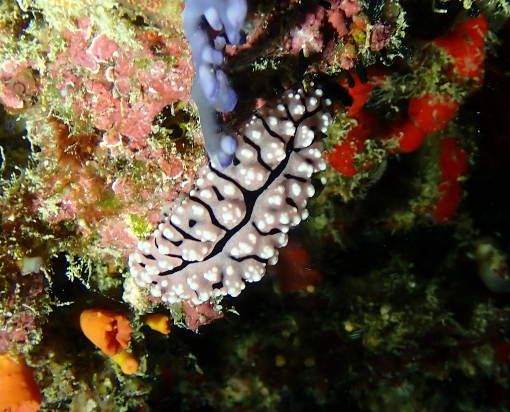 Krempf's Phyllidiopsis