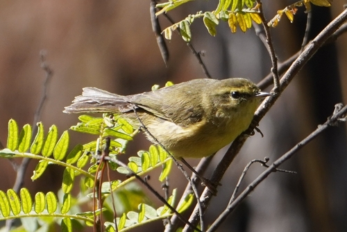 Buff-throated Warbler (Phylloscopus subaffinis)