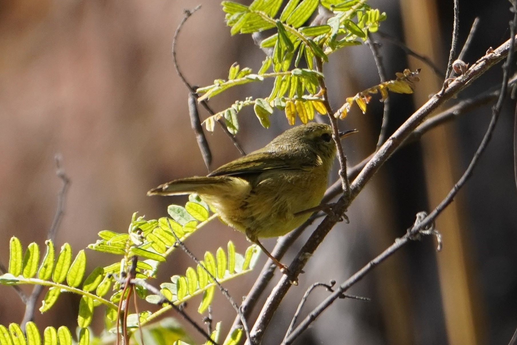 Buff-throated Warbler (Phylloscopus subaffinis), photo 2