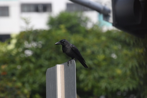 House Crow (Corvus splendens), photo 6
