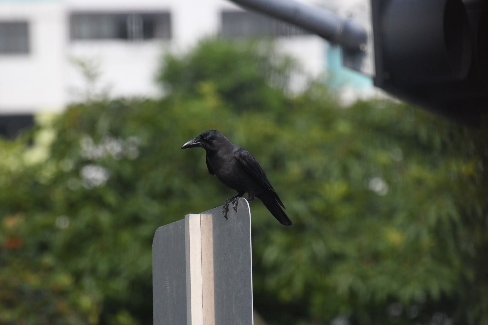 House Crow (Corvus splendens), photo 7