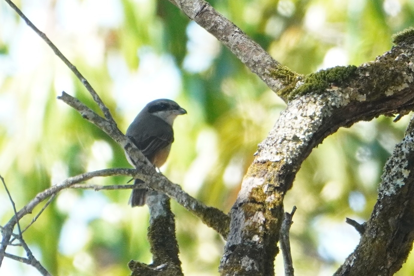 Grey-backed Shrike (Lanius tephronotus), photo 2
