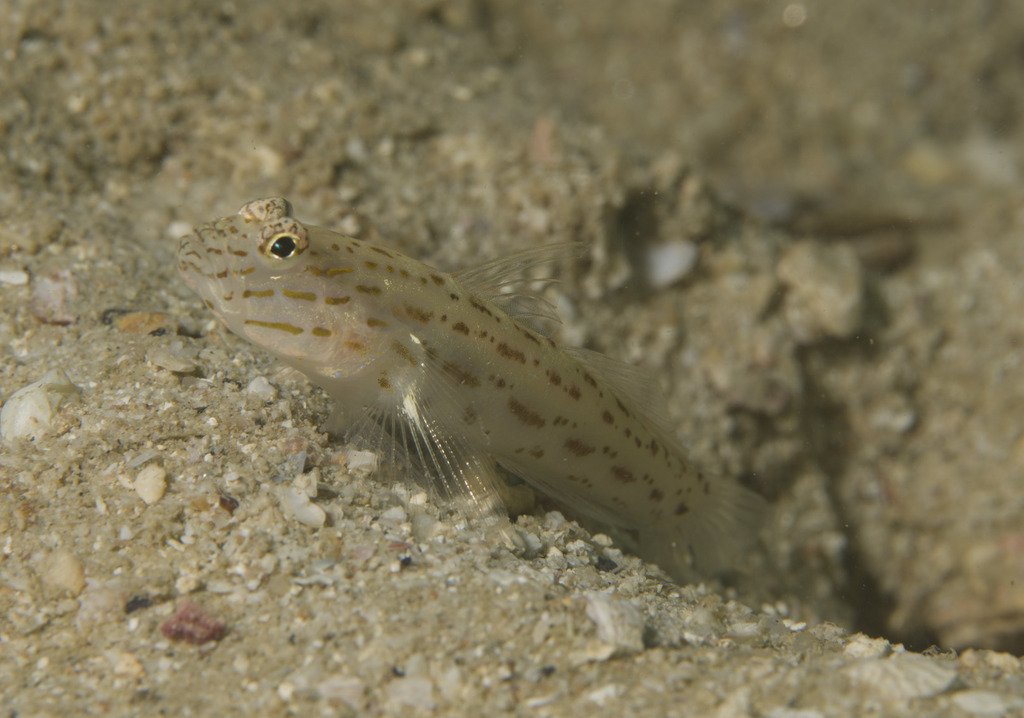 Saffron shrimpgoby (Ctenogobiops crocineus) — Gobiidae