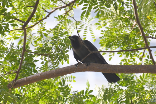 House Crow (Corvus splendens), photo 5