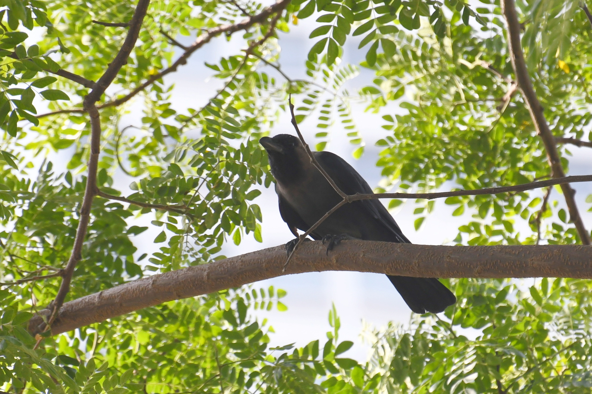 House Crow (Corvus splendens), photo 6