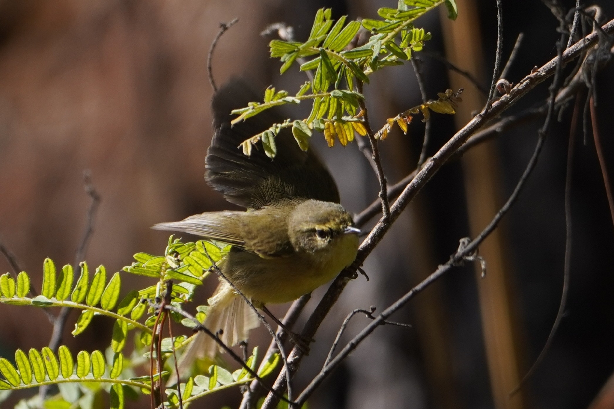 Buff-throated Warbler (Phylloscopus subaffinis), photo 3