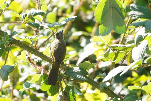 Flavescent Bulbul (Pycnonotus flavescens), photo 2