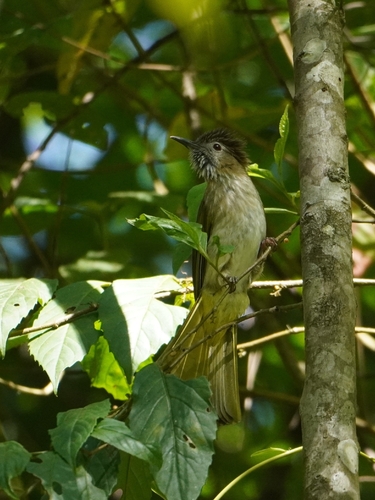 Mountain Bulbul (Ixos mcclellandii), photo 7